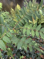 Ailanthus altissima