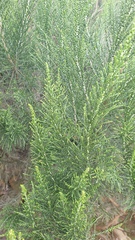 Dicerothamnus rhinocerotis