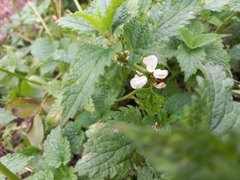 Lamium album