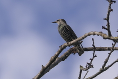 Sturnus vulgaris