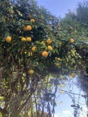 Citrus