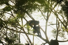 Cercopithecus pogonias