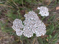 Achillea millefolium