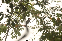 Lophoceros fasciatus