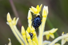 Oxythyrea marginalis