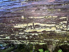 Rigidoporus cuneatus