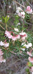 Erica obtusata