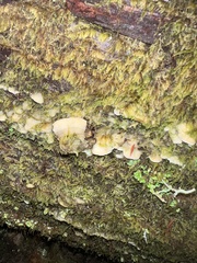 Rigidoporus cuneatus