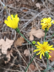 Hieracium murorum