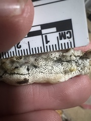 Rigidoporus cuneatus