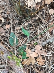 Hieracium murorum