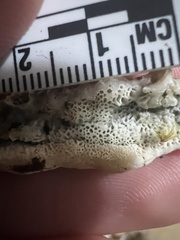 Rigidoporus cuneatus