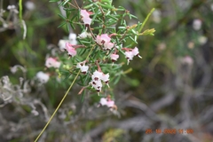 Erica obtusata
