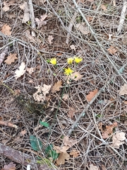 Hieracium murorum