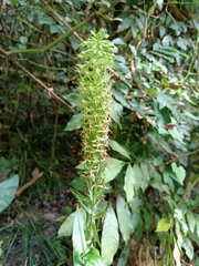 Habenaria stenopetala