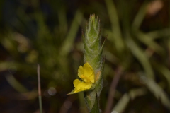 Philydrum lanuginosum