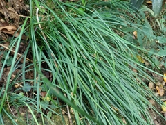 Ophiopogoneae