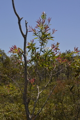 Melaleuca salicina
