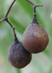 Stelechocarpus burahol