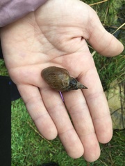 Lymnaea stagnalis