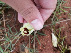 Xenostegia tridentata