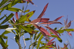 Melaleuca salicina