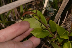 Syzygium smithii