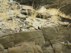 Onychognathus nabouroup