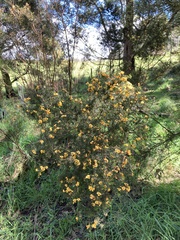 Pultenaea juniperina