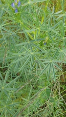 Lupinus angustifolius