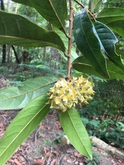 Duguetia chrysocarpa