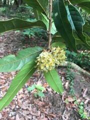 Duguetia chrysocarpa