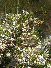 Erica imbricata