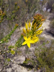Calytrix chrysantha
