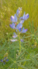 Lupinus angustifolius