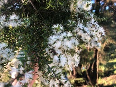 Melaleuca bracteata