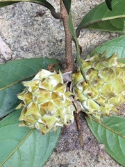 Duguetia chrysocarpa