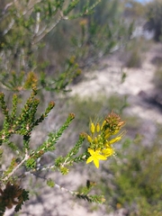 Calytrix chrysantha