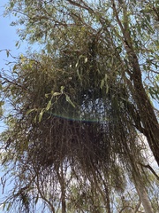 Viscum articulatum