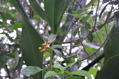 Pittosporum pentandrum