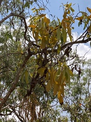 Dendrophthoe glabrescens