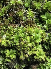 Syntrichia papillosa