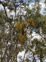 Dendrophthoe glabrescens