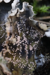 Lasionectria lecanodes