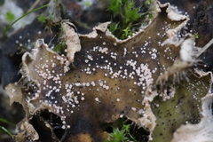 Lasionectria lecanodes