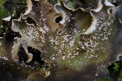 Lasionectria lecanodes