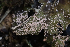 Lasionectria lecanodes