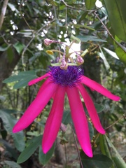 Passiflora kermesina