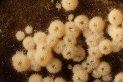 Lasionectria lecanodes