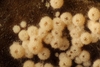 Lasionectria lecanodes - Photo (c) Björn Sothmann, some rights reserved (CC BY-SA), uploaded by Björn Sothmann